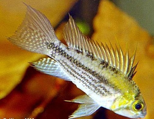 Apist.cacatuoides   Dwergcichlide